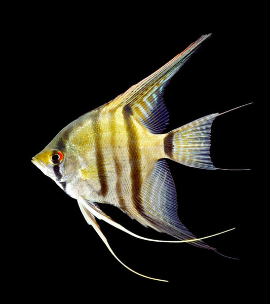 Zebra angelfish