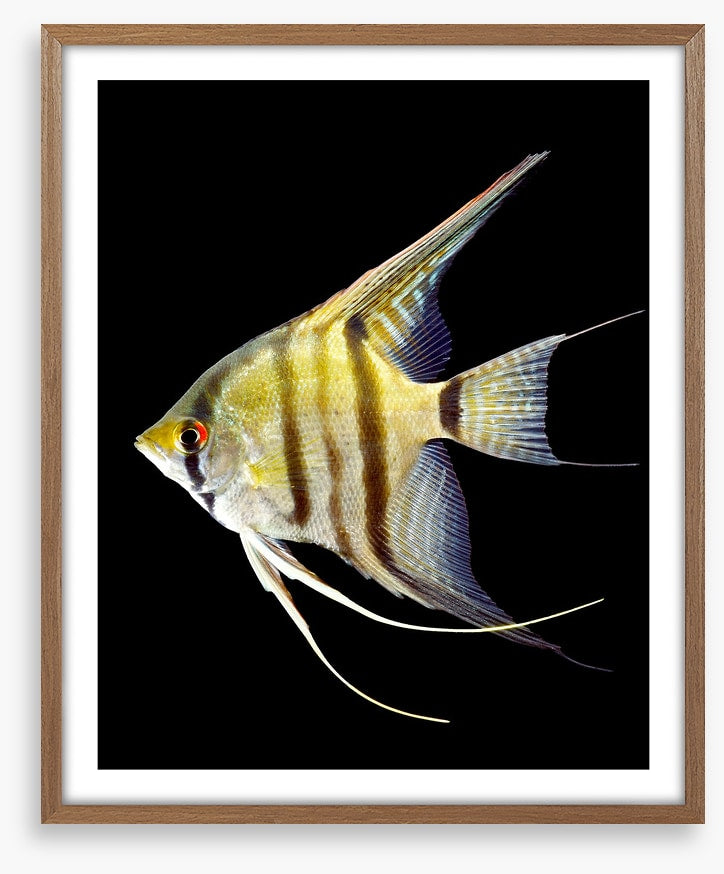 Zebra angelfish