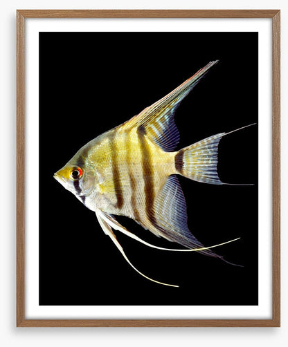 Zebra angelfish