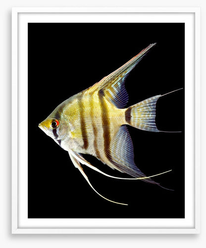 Zebra angelfish