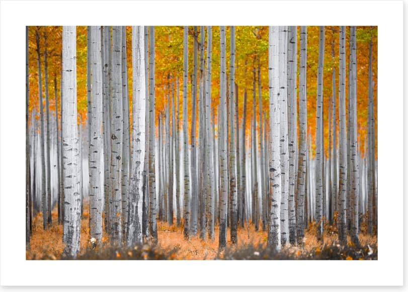 Between the birch