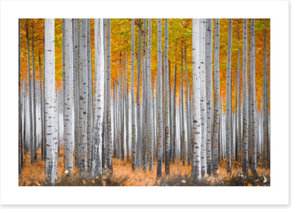 Between the birch