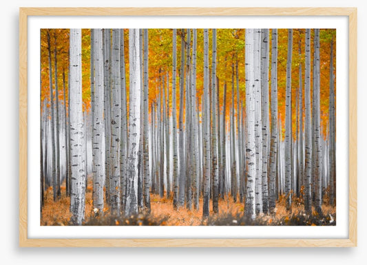 Between the birch