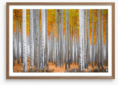 Between the birch