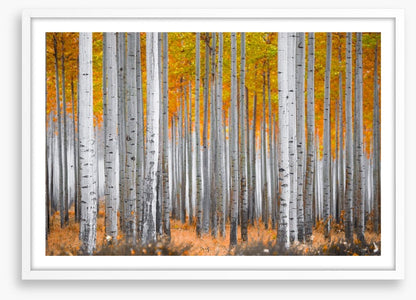 Between the birch