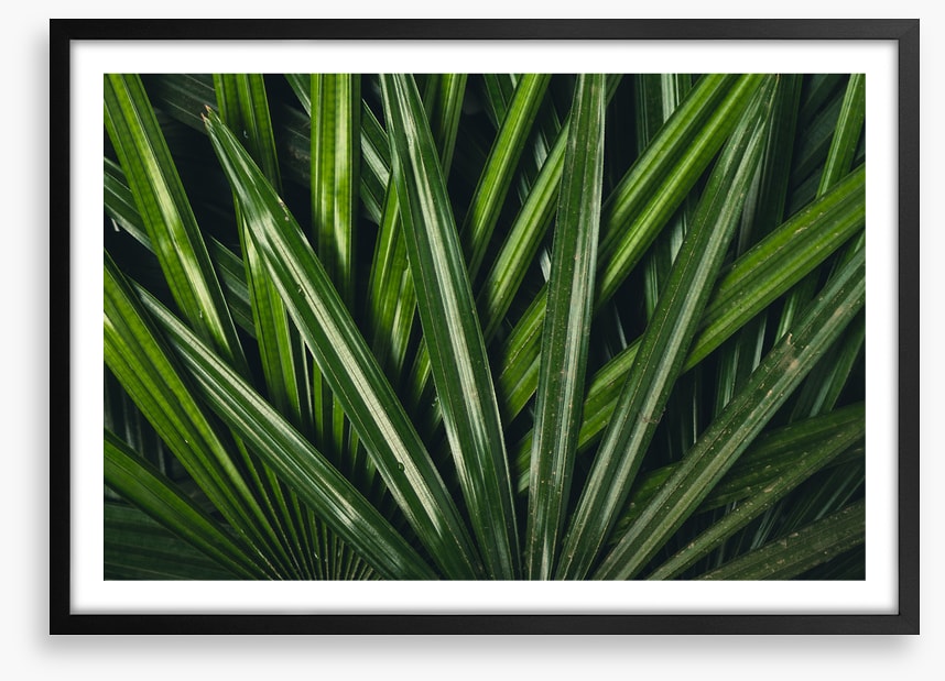 Leaves