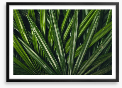 Leaves