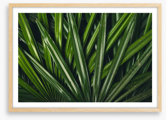 Leaves