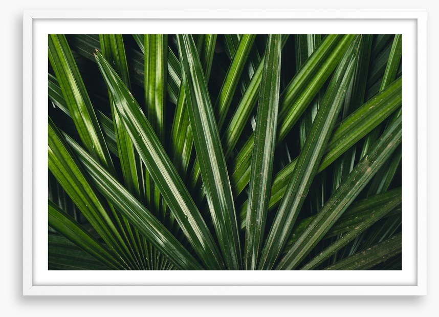 Leaves