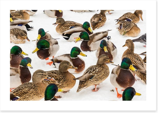 Duck weather