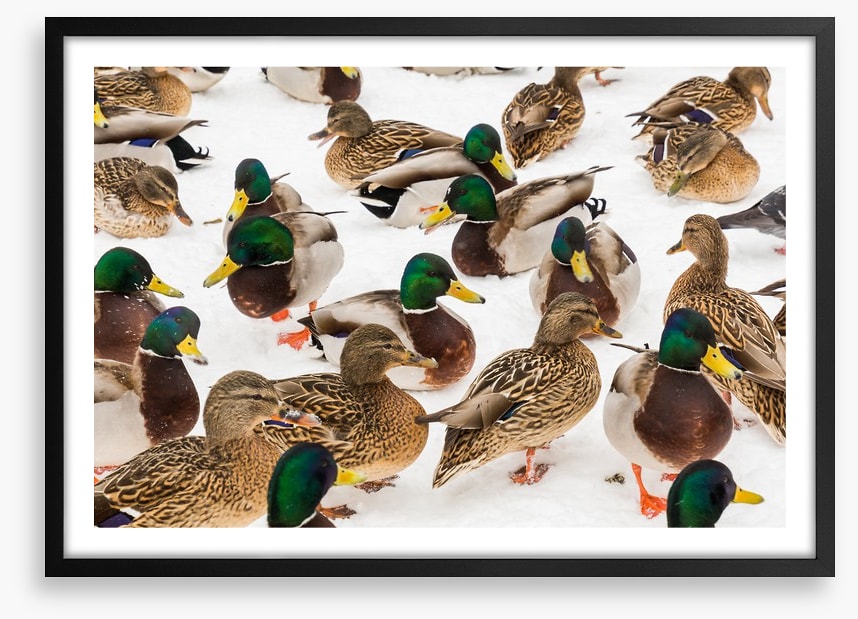 Duck weather