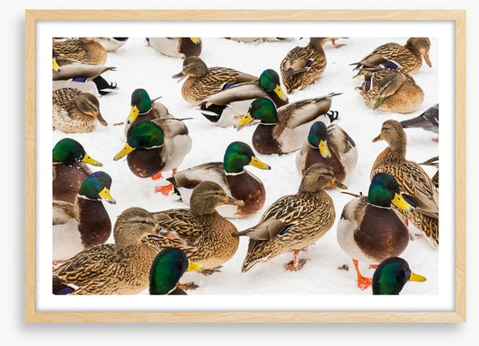 Duck weather