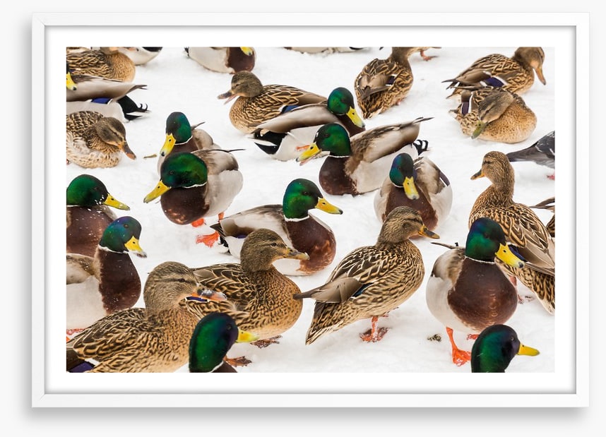 Duck weather