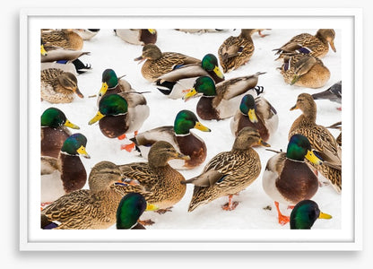 Duck weather