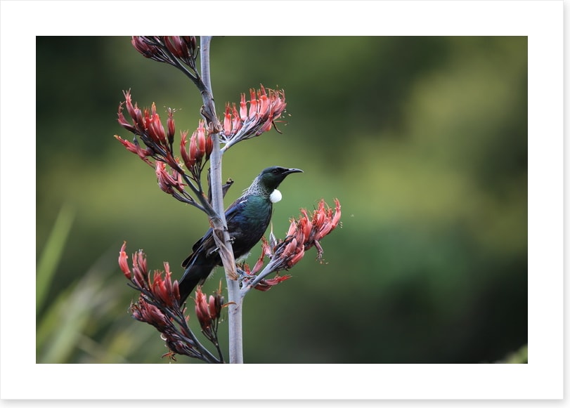 Tui in the tree