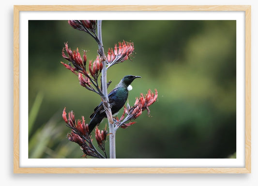 Tui in the tree