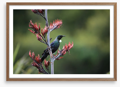 Tui in the tree