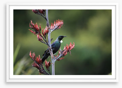 Tui in the tree