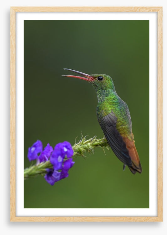 Birds