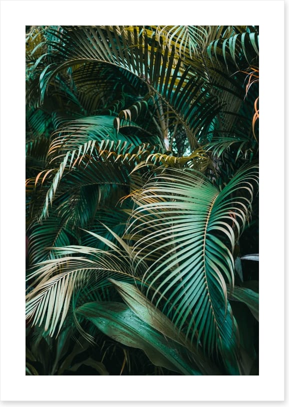 Jungle dreams