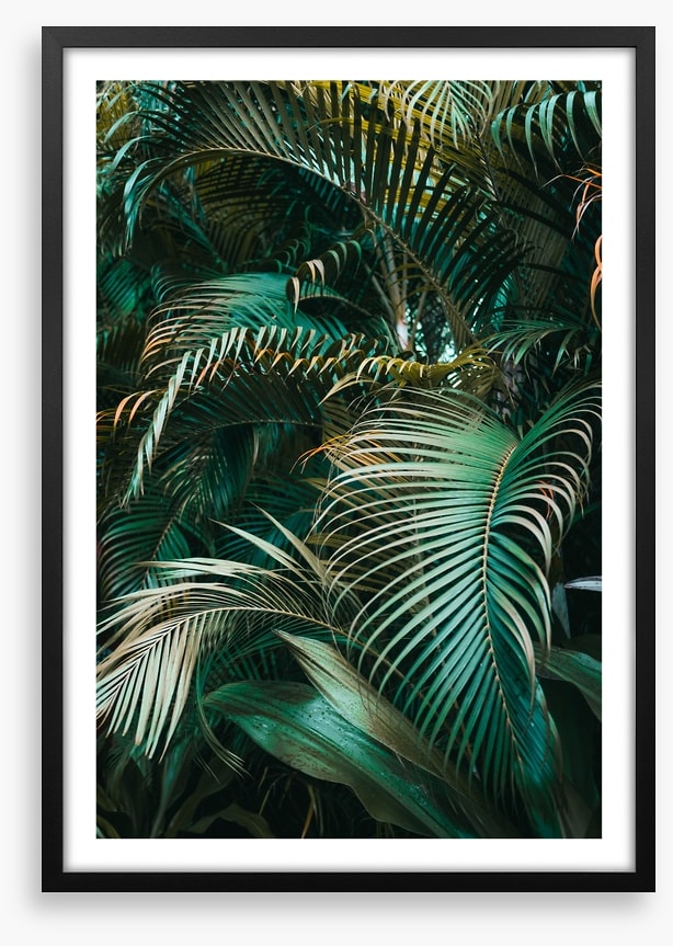 Jungle dreams