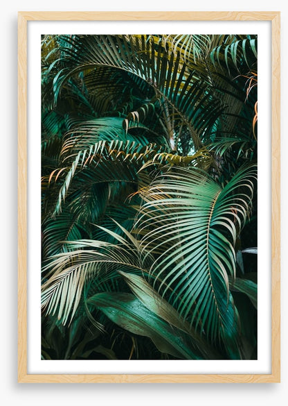 Jungle dreams