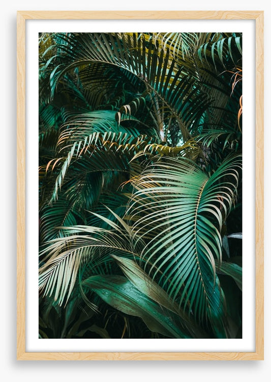 Jungle dreams