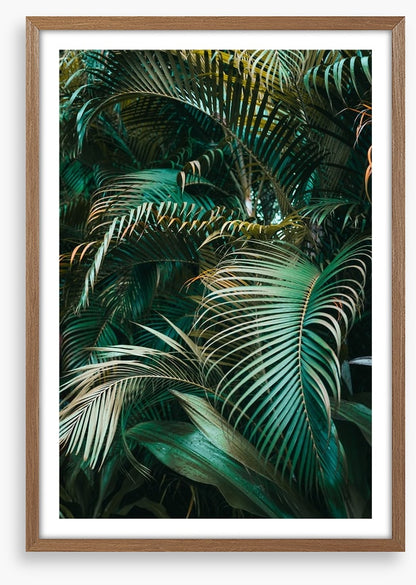 Jungle dreams