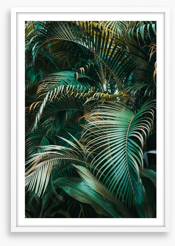 Jungle dreams