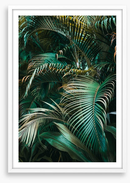 Jungle dreams