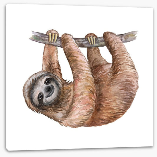 Hanging sloth