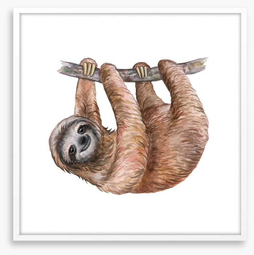 Hanging sloth