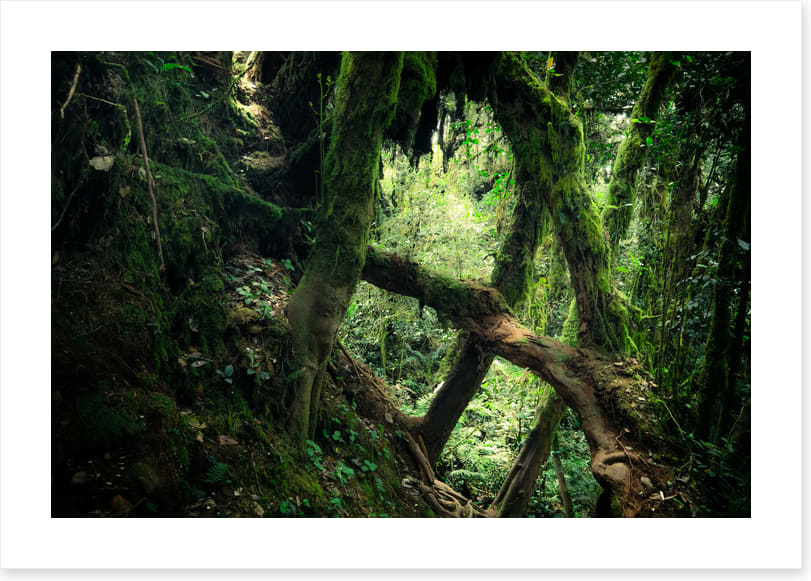 Forests