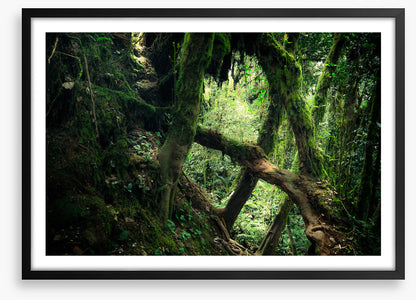 Forests