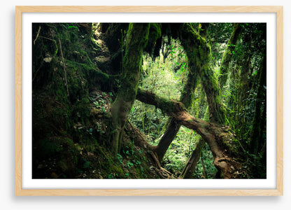 Forests