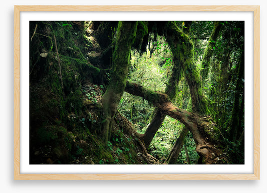 Forests