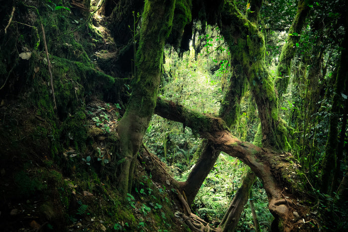 Forests