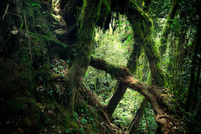 Forests