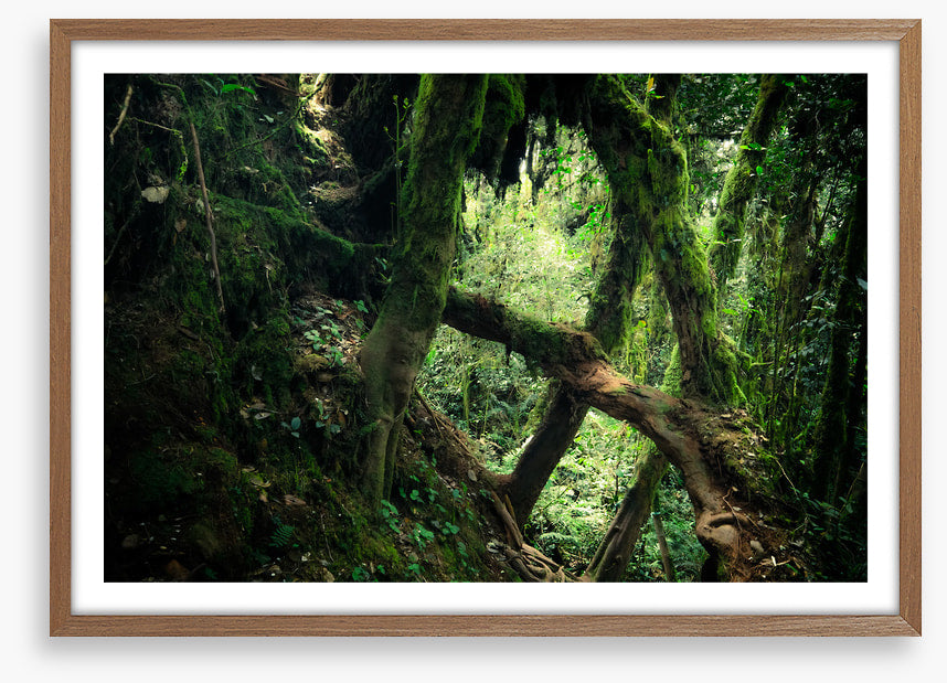 Forests