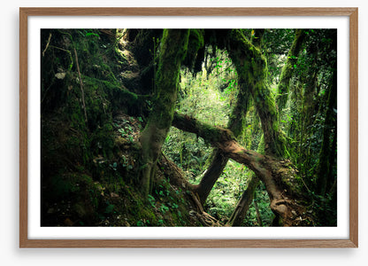 Forests