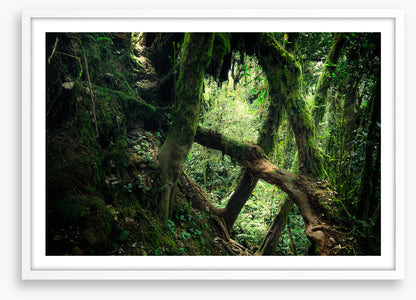 Forests