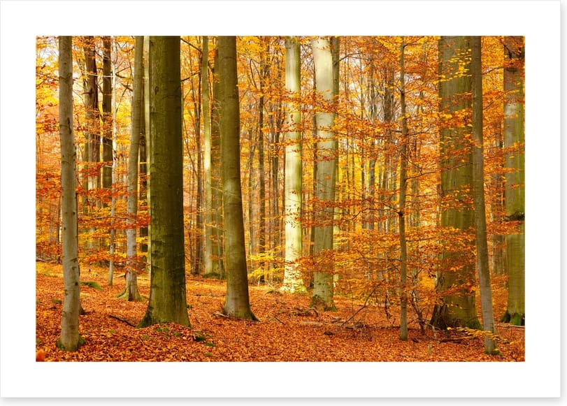 Fall in the beech forest