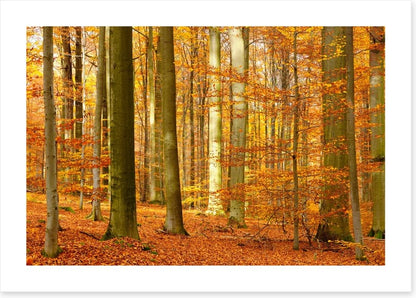 Fall in the beech forest