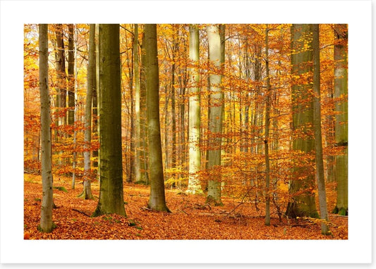 Fall in the beech forest