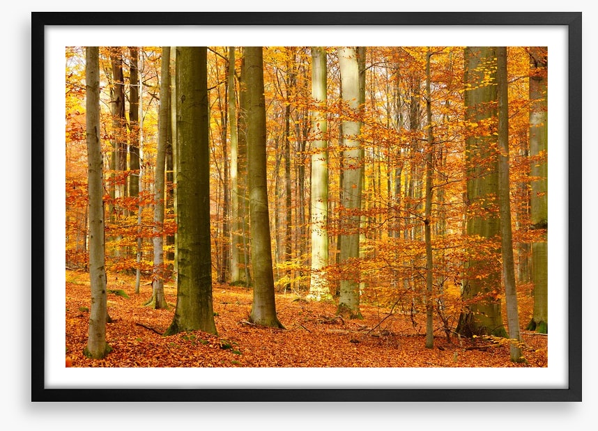 Fall in the beech forest