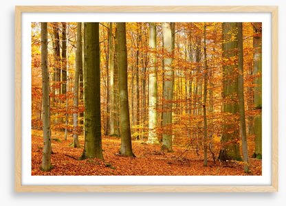 Fall in the beech forest