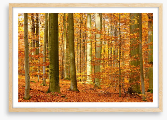 Fall in the beech forest