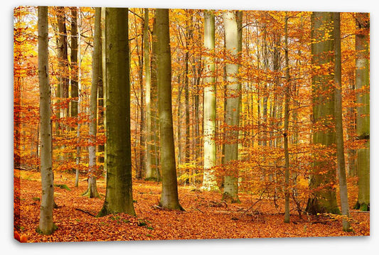 Fall in the beech forest