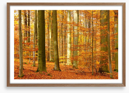 Fall in the beech forest