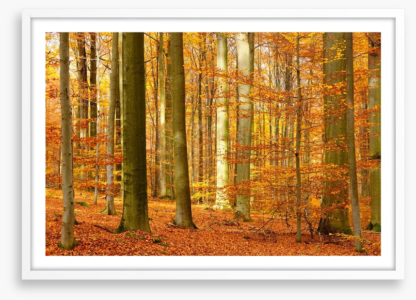 Fall in the beech forest